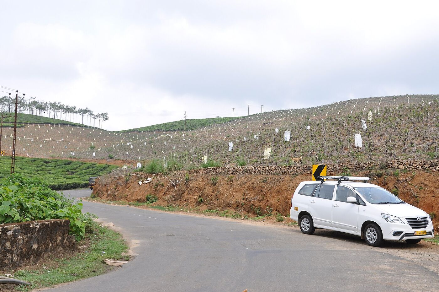 MCAB cab on the tea-garden road to Munnar