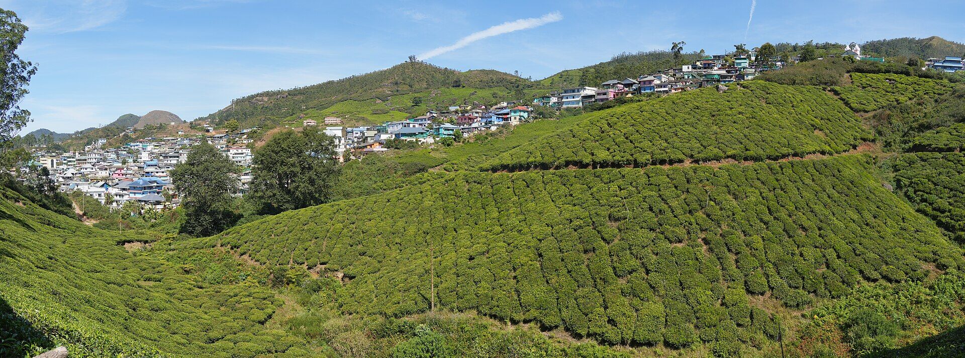 Tea plantations of Munnar in the Western Ghats